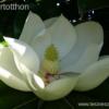 Óriásvirágú Magnolia grandiflora-örökzöld mag